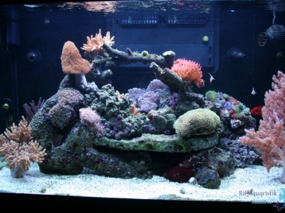 my Tank!