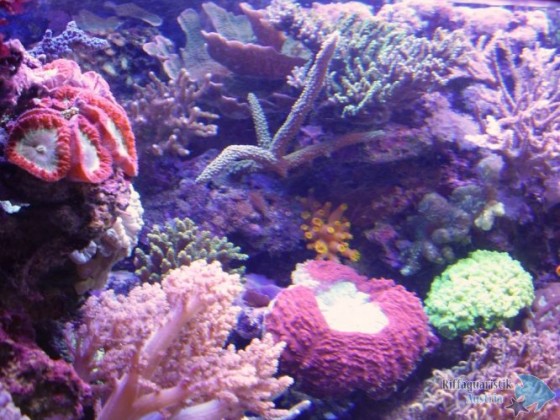 Mai 2011 9.jpg