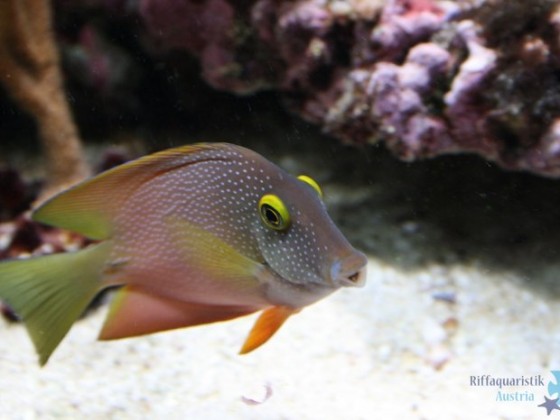 Ctenochaetus Strigosus