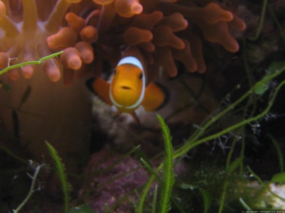 clownfisch