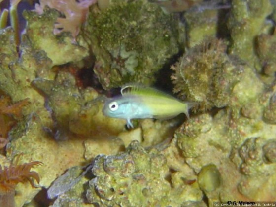 Meiachantus nigrolineatus