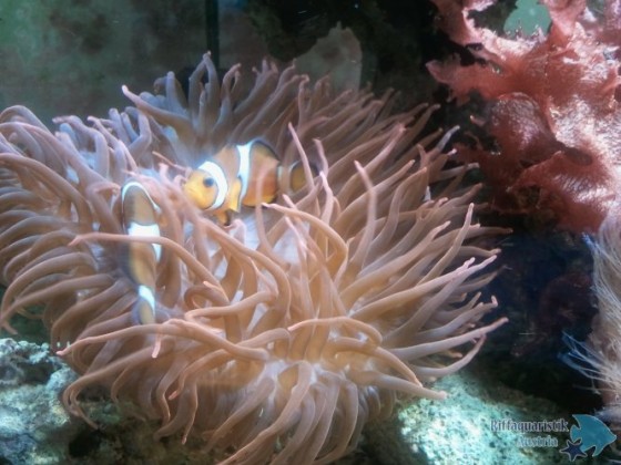 Ocellaris
