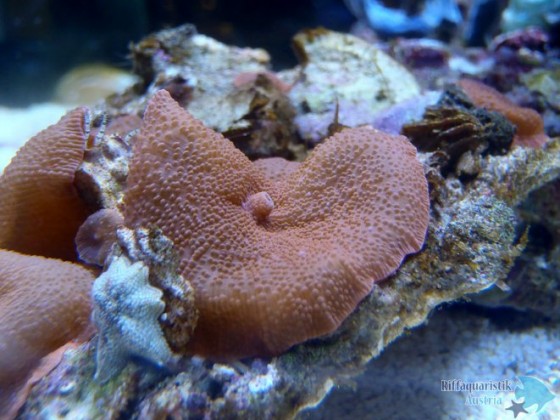 Discosoma & Asterias