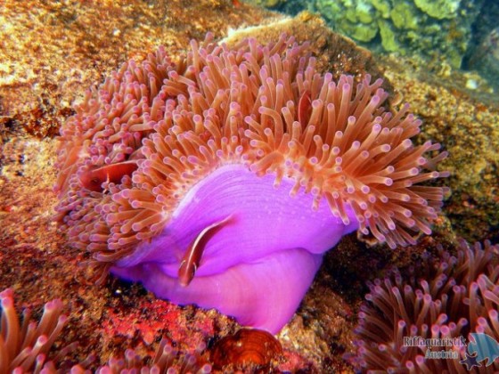 Koh Tao 2010