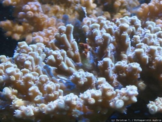 Acropora