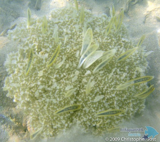 Cassiopea andromeda
