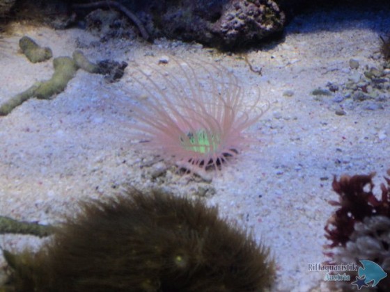Cerianthus sp.