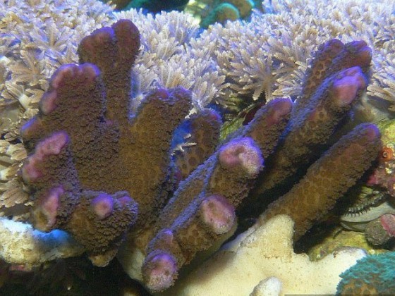 Montipora digitata Kirsch