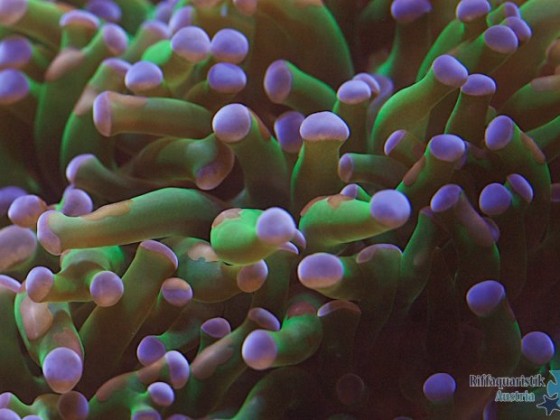 Euphyllia