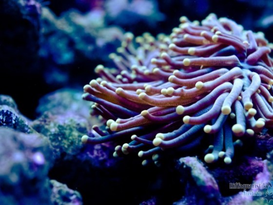 Euphyllia paragrab.