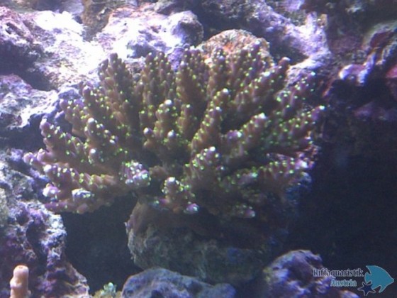 Acropora secale "tricolor"
