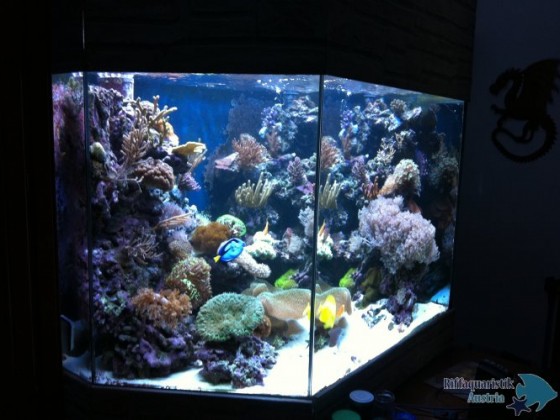 Riffaquarium 073.jpg