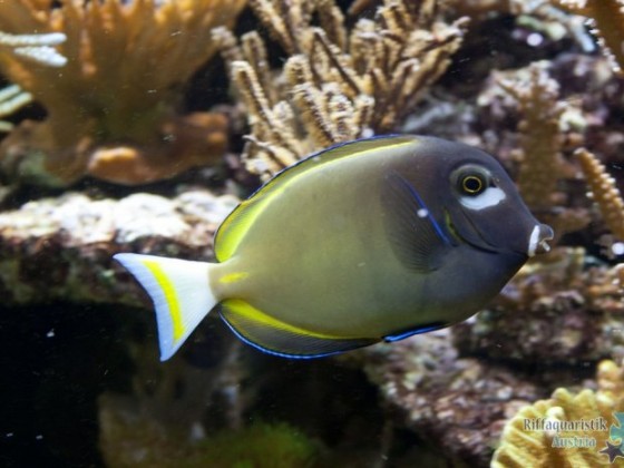 Acanthurus Nigricans