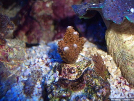 Montipora digitata