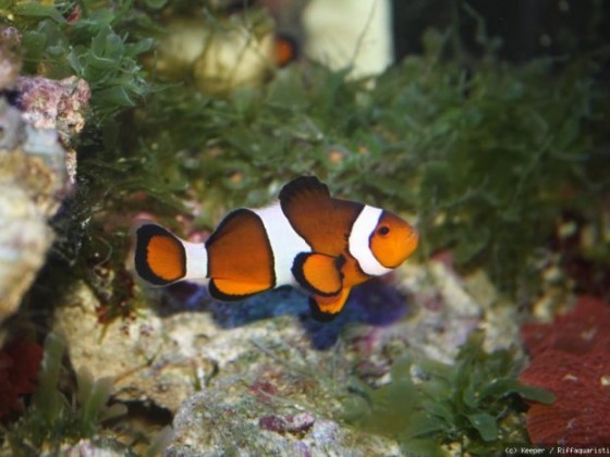 Amphipron ocellaris