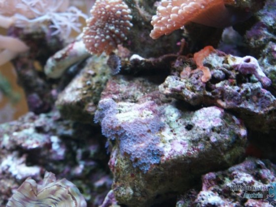 My Reef