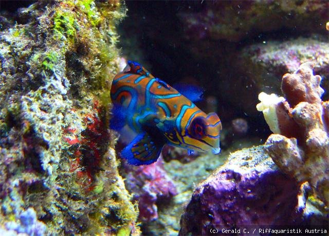Mandarin