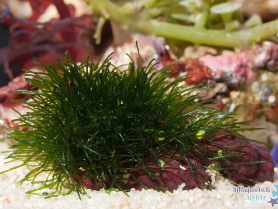Cladophora cf. herpestica