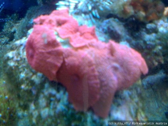 Scheibenanemone