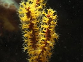 Menella spec
