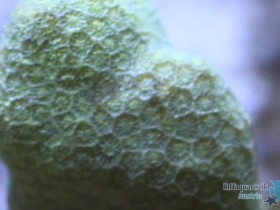 Porites?