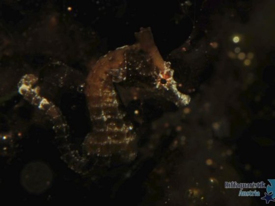 Hippocampus zosterae