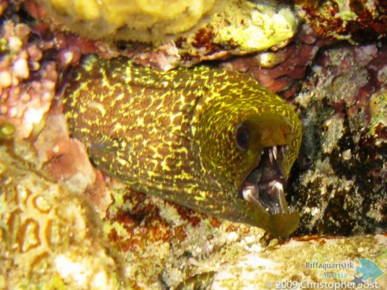 Echidna nebulosa