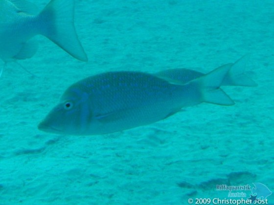 Lethrinus nebulosus