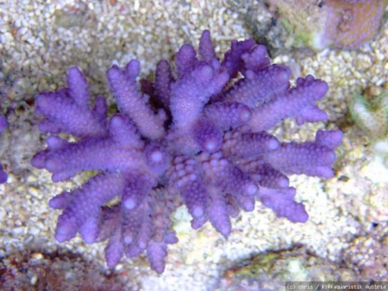 Acro