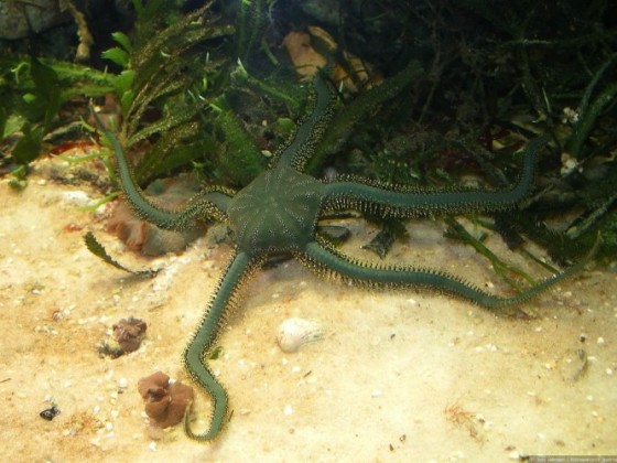 Ophiarachna incrassata