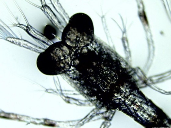Lysmata bogessi