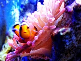 Nemo
