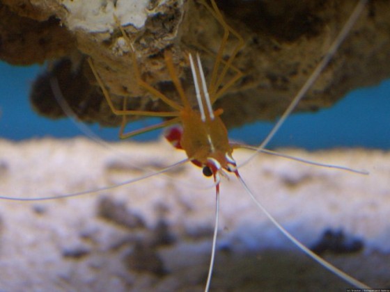 Garnele