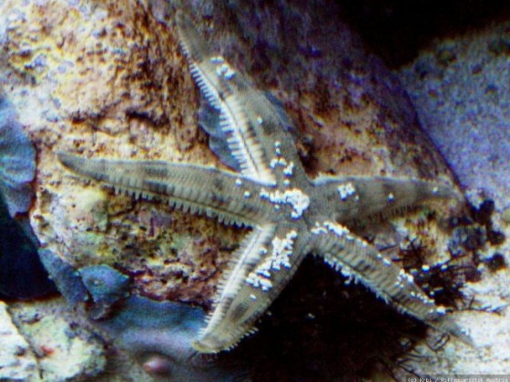 Archaster angularis