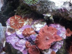 Discosoma + Ricordea Florida