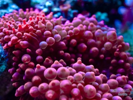 Kupferanemone