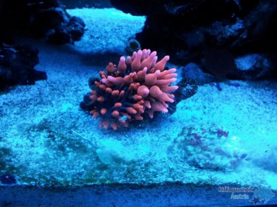 Baby Anemone