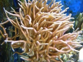 hystrix