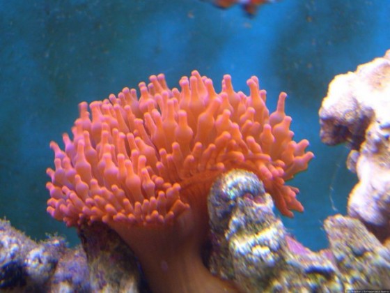 Anemone 2