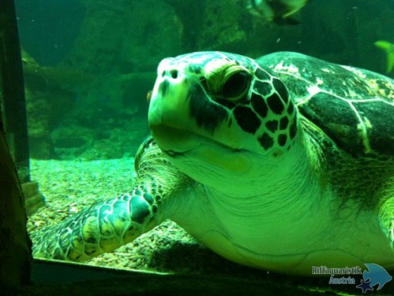 Chelonia mydas (?) Haus des Meeres Wien