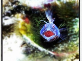 Pandionis - Blenny fauchend