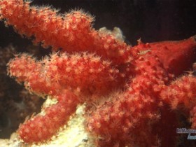 Nephthyigorgia spec