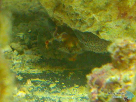 Porzellankrabbe