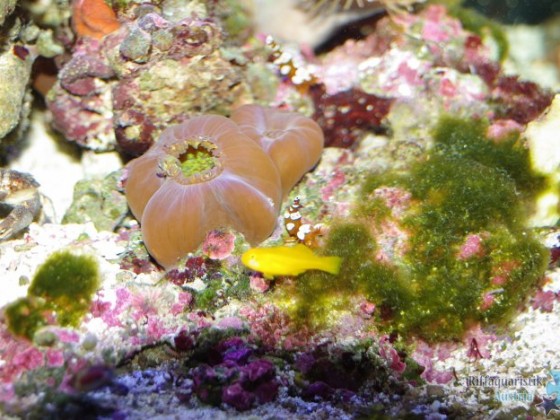 20130513 Fressende Scheibenanemonen