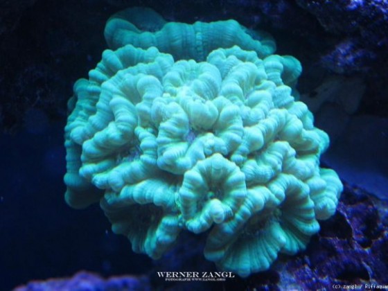 Caulastrea