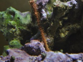 DSC_0338.JPG