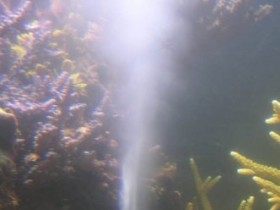 Mördermuscheln beim Ablaichen