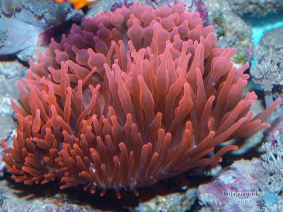 Kupferanemone