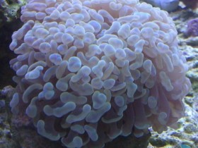 Euphyllia gold