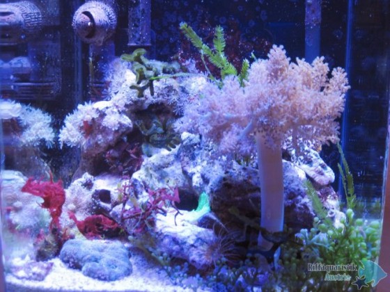 Aquarium14.12.12 018 (2).jpg